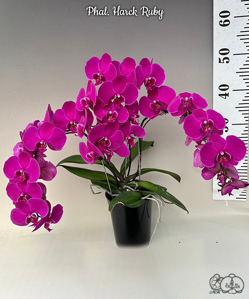 Miki Orchid miki-orchid